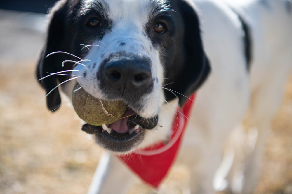 Vet Near Me Austin, TX 78746 Firehouse Animal Health Leander