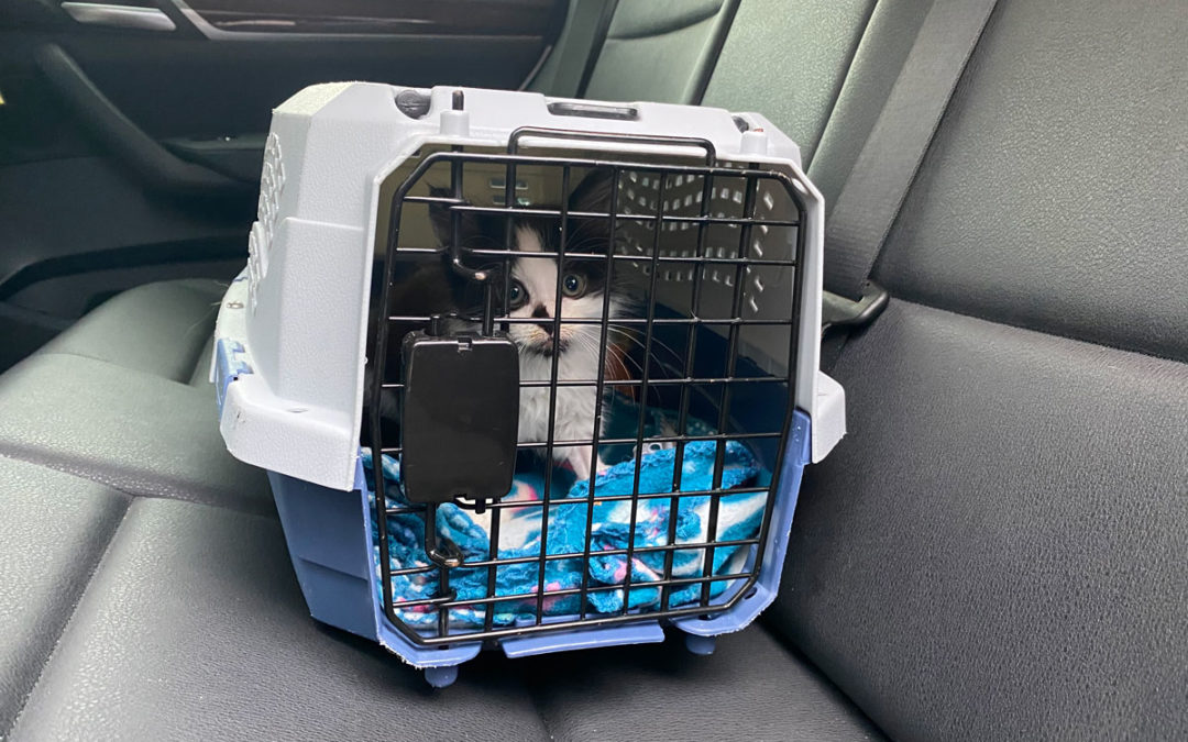 How to Keep a Cat Safe in the Car: 12 Steps (with Pictures)