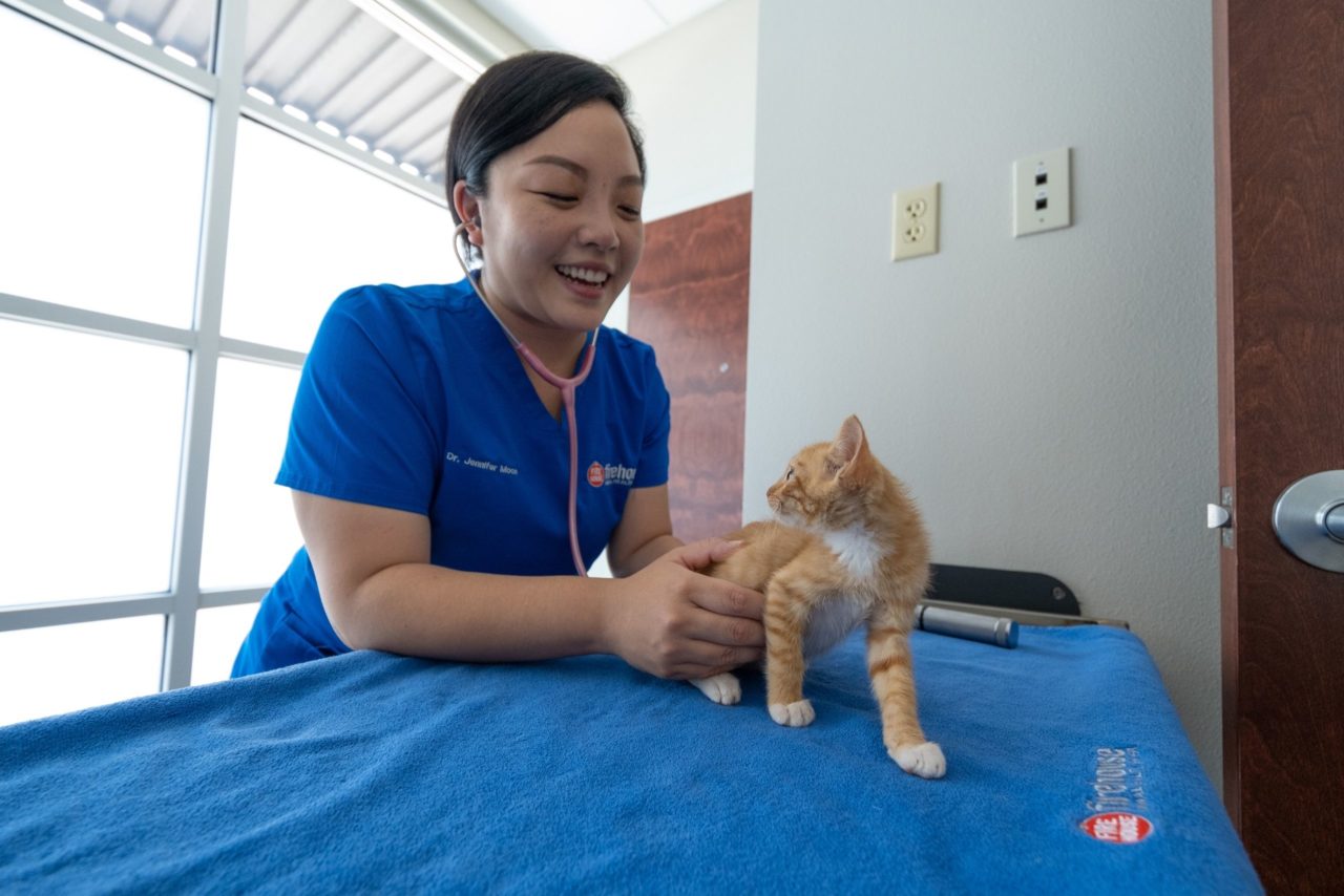 Firehouse Animal Health Leander Tour Vet Clinic In Austin, TX 78746