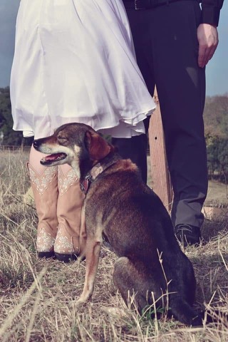 Dog standing behind legs of couple getting married