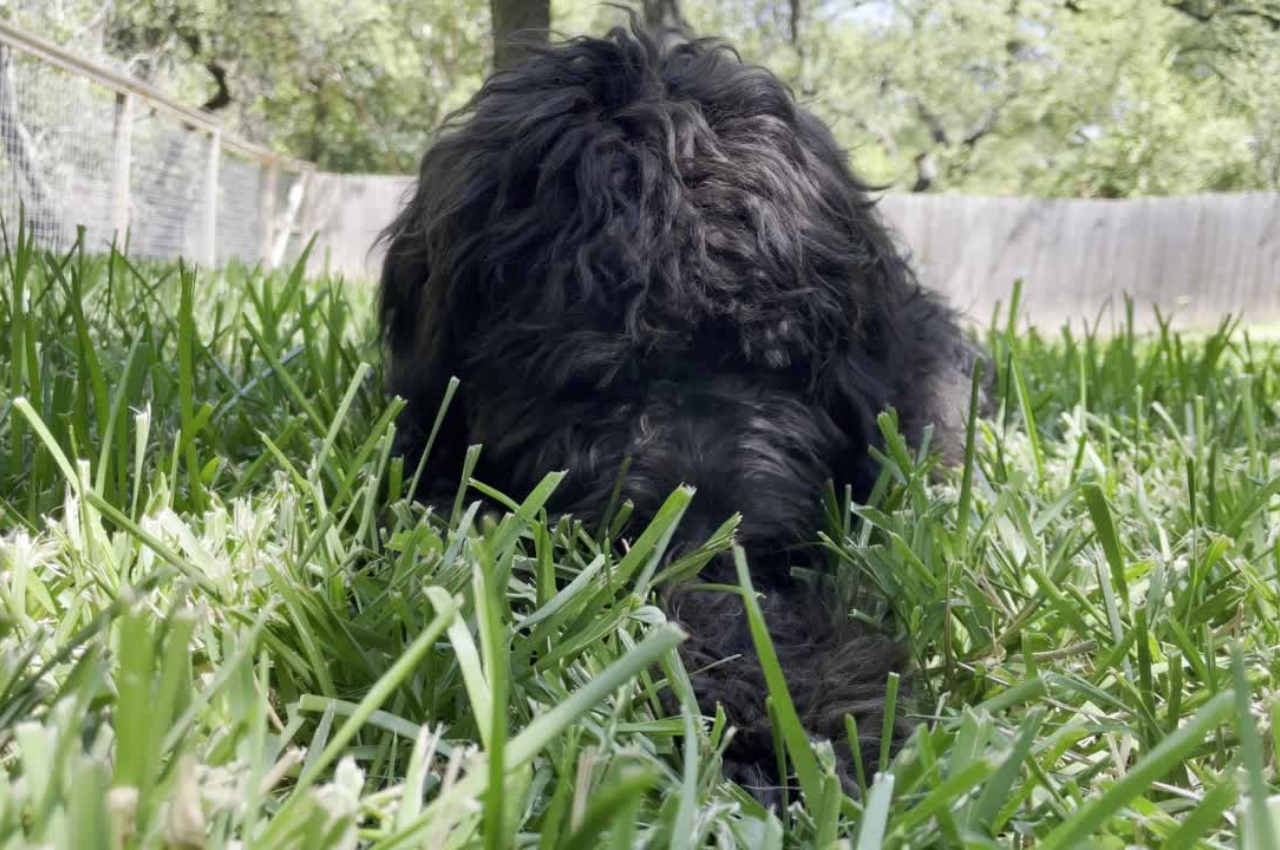 Why Does My Dog Eat Grass? – Firehouse Animal Health Leander