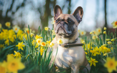 Keep Your Pet Safe This Spring  Keep your cat and dog healthy in 2024