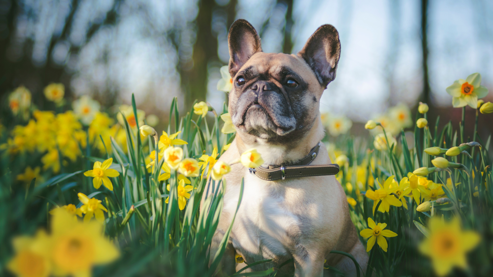 Pug Spring Graphic Keep Your Pet Safe This Spring – Firehouse Animal Health Leander