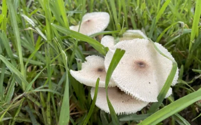 Garden Mushrooms: A Danger To Pets  Keep your dog or outdoor cat safe after it rains