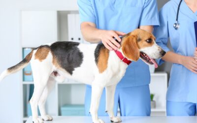 Pet Safety During Natural Disasters  Stay calm with our tips for evacuations, hotel stays, and returning home