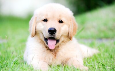 Prevent Life-Threatening Canine Parvovirus  Your puppy (or adult dog) needs to be vaccinated against this disease