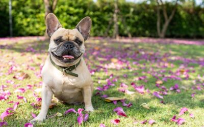 Protect Your Dog from Blue-Green Algae in Central Texas Waterways  Tips to avoid toxic exposure in local lakes and rivers